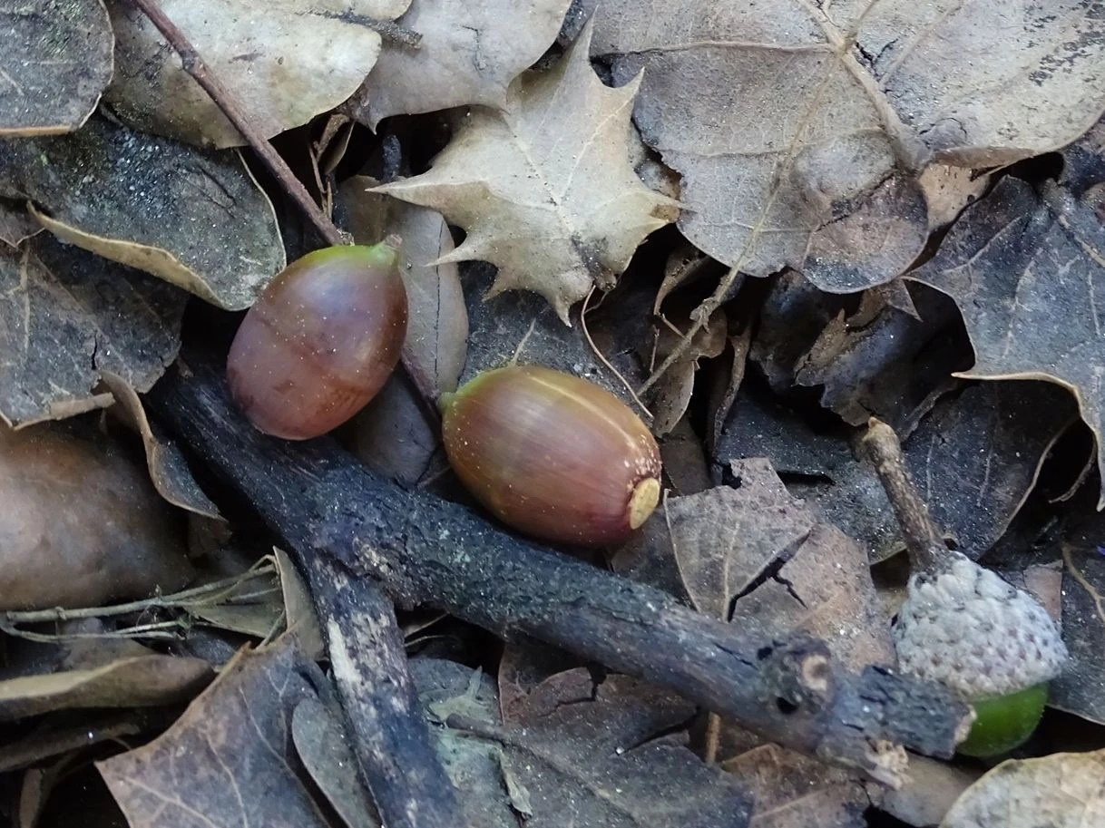 Zuft Baloot, Balooti Seed, Sua Supari 1kg